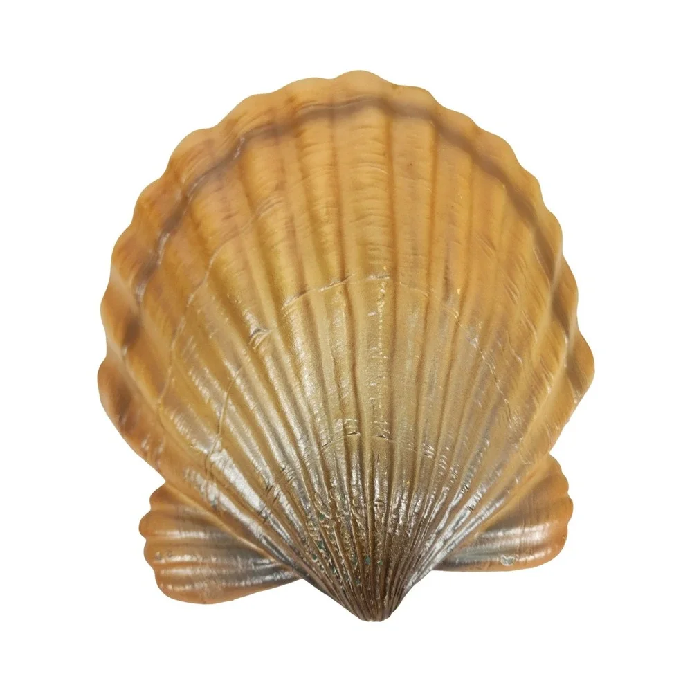 Coastal Scallop Shell Wall‎ Decor Nautical Beach House Accent Piece